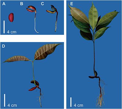 Dynamic Transcriptomic and Metabolomic Analyses of Madhuca pasquieri (Dubard) H. J. Lam During the Post-germination Stages